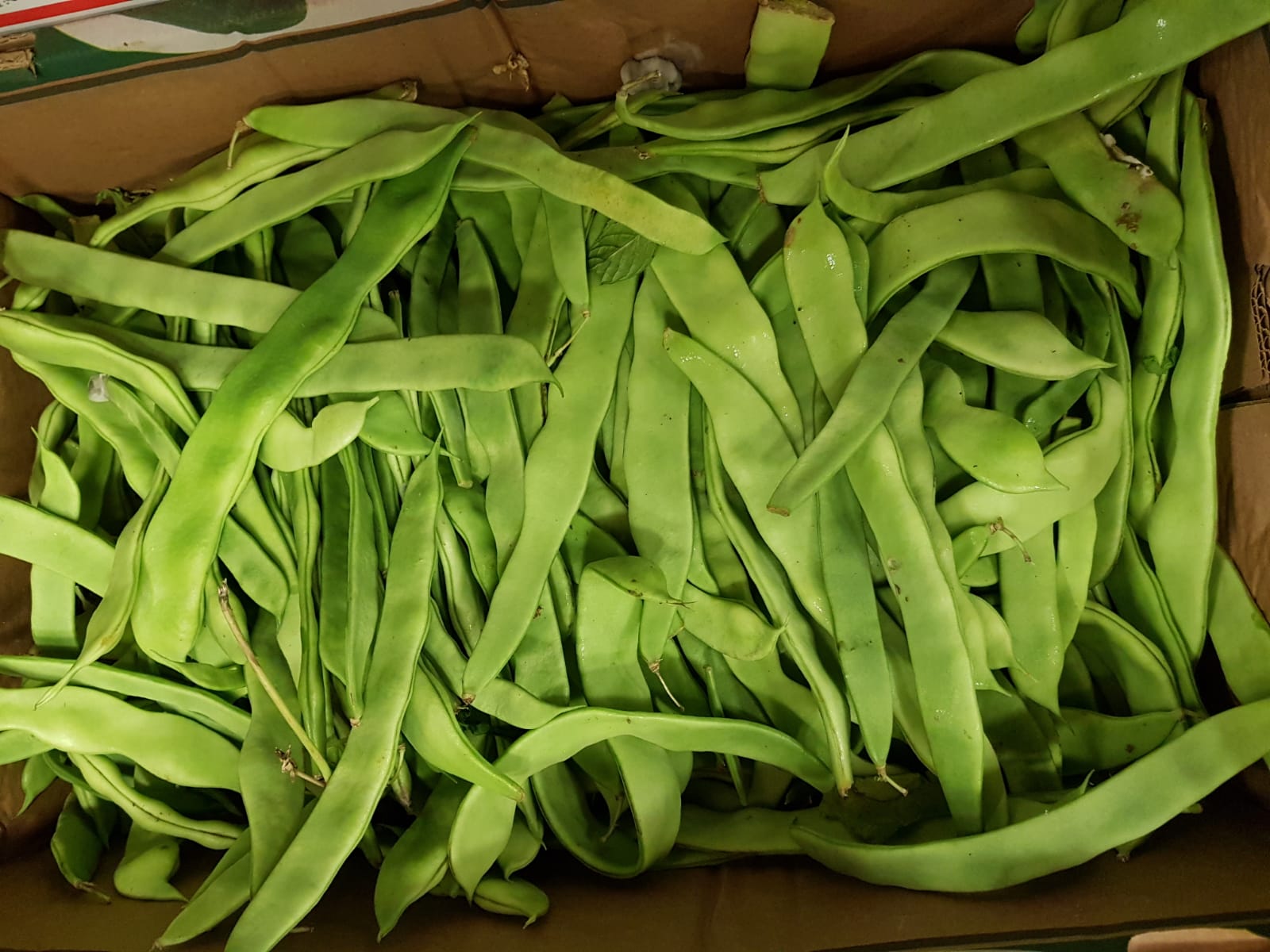 WhatsApp Image 2020-04-19 at 7.02.41 PM (1).jpeg.jpeg